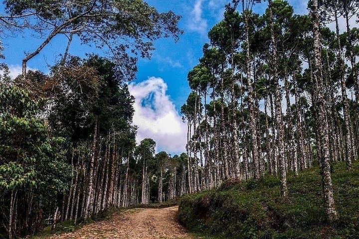Fredonia Coffee Farm Tour from Medellín — Full-Day Plantation Experience photo 3