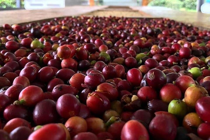 Fredonia Coffee Farm Tour from Medellín — Full-Day Plantation Experience photo 4