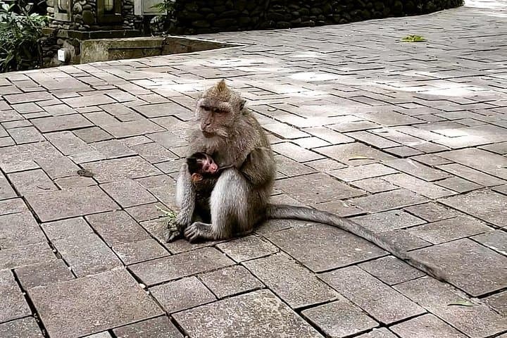 Ubud Private Tour: Full-Day Ubud Highlights — Monkey Forest, Rice Terraces & Waterfall photo 6