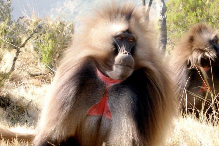 Debre Libanos & Portuguese Bridge Day Trip from Addis Ababa photo 3
