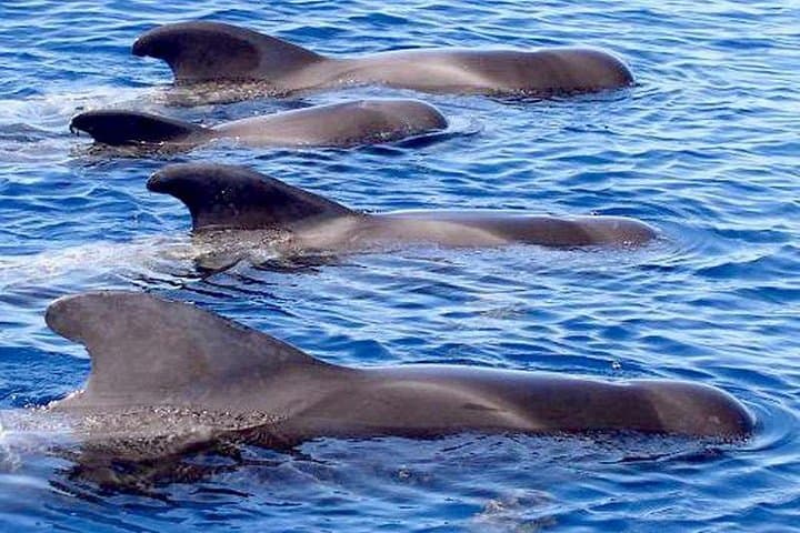 3-Hour Luxury RIB Whale and Dolphin Cruise from Tenerife (Lunch & Snorkel) photo 3