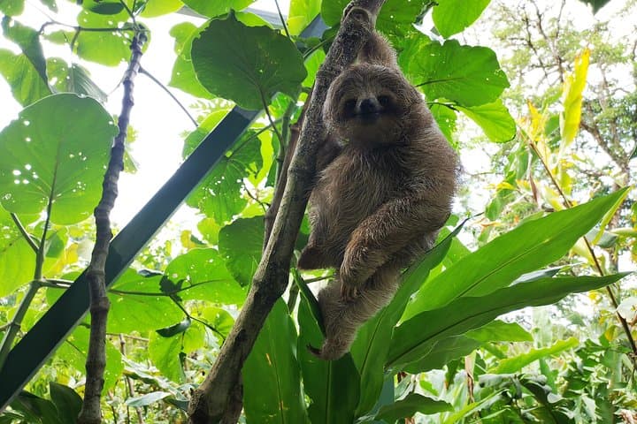 Private Rio Celeste Waterfall & Sloth Sanctuary Tour — Tenorio National Park photo 5