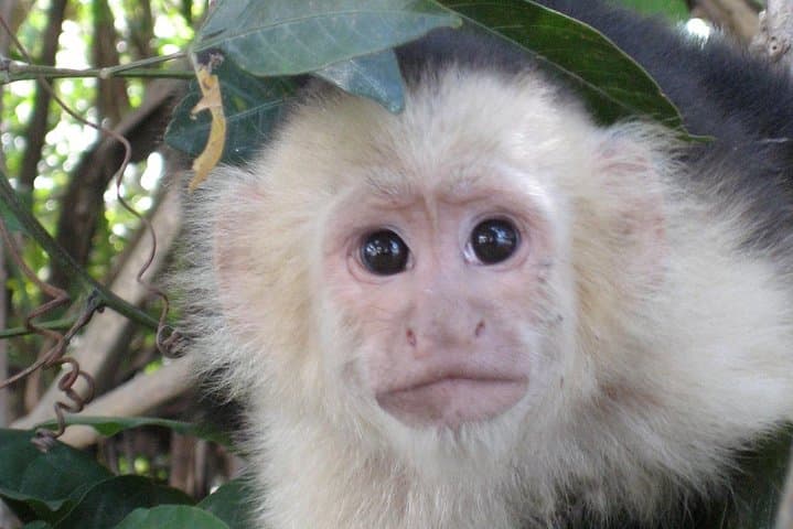 Palo Verde Riverboat Cruise on the Tempisque — Wildlife & Wetlands Tour from Tamarindo