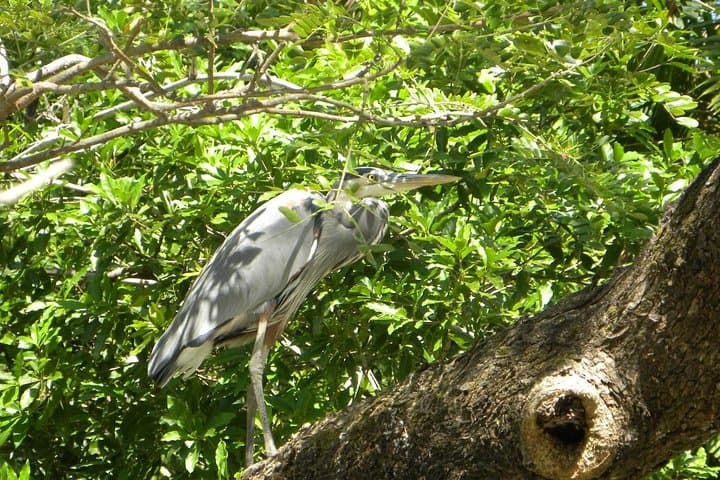 Palo Verde Riverboat Cruise on the Tempisque — Wildlife & Wetlands Tour from Tamarindo photo 4