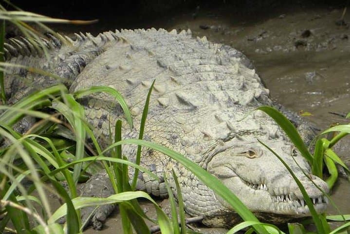 Palo Verde Riverboat Cruise on the Tempisque — Wildlife & Wetlands Tour from Tamarindo photo 5