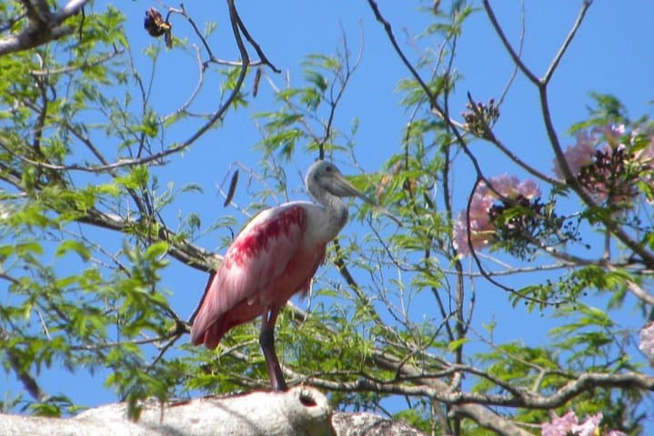 Palo Verde Riverboat Cruise on the Tempisque — Wildlife & Wetlands Tour from Tamarindo photo 6