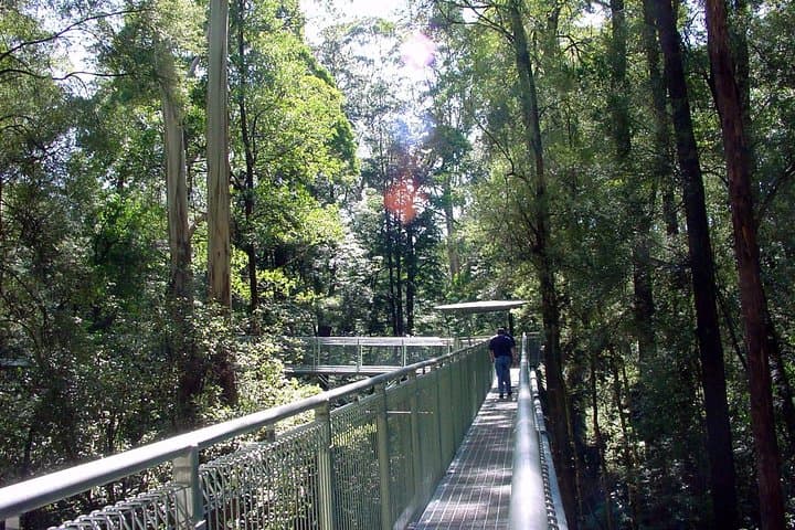 12 Apostles & Otway Fly Zipline Day Trip from Melbourne: Great Ocean Road Adventure photo 5