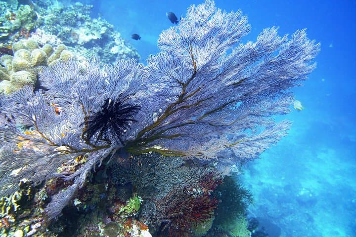 Try Scuba Diving at Tulamben Shipwreck — Introductory Dives on the USAT Liberty, Bali photo 4