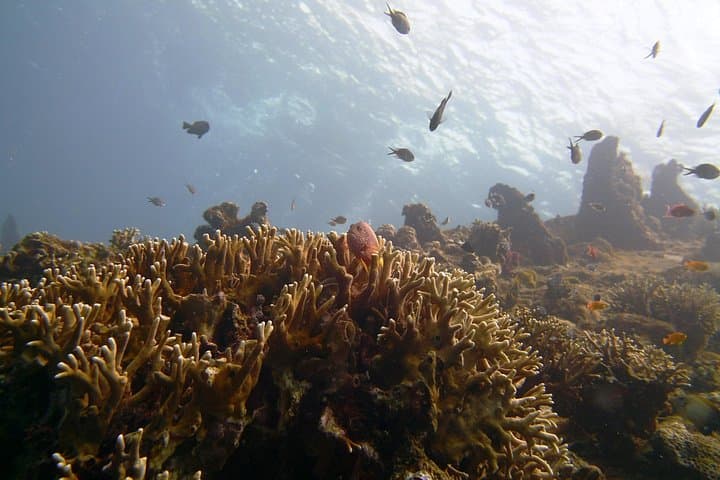 Snorkel the USAT Liberty Wreck at Tulamben: Guided Day Trip from Bali photo 4