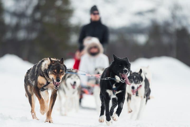 Alta Dog Sled Tour & Husky Cuddles: Arctic Dogsledding on the Finnmark Plateau