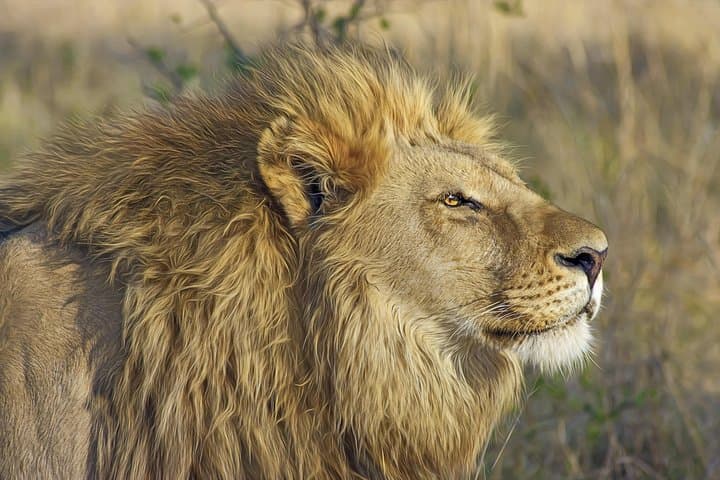 Full-Day Pilanesberg Safari from Johannesburg: Big Five in an Ancient Crater photo 6