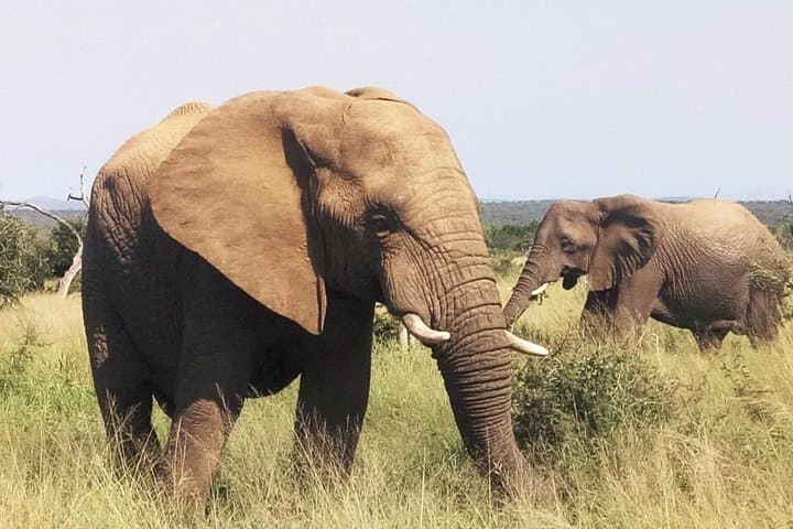Day-Trip Kruger Safari from Maputo: Big Five in a Budget-Friendly Adventure