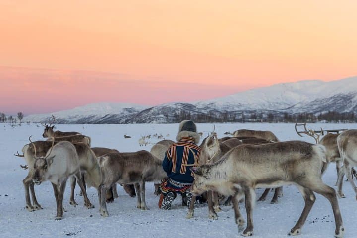 Reindeer Sledding & Sami Culture Near Tromsø: Short Sleigh Ride and Joik Experience photo 6