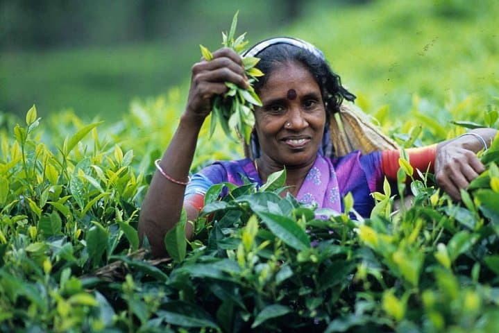 3-Day Sri Lanka Hill Country Escape: Tea Trails, Waterfalls & Mountain Views photo 4