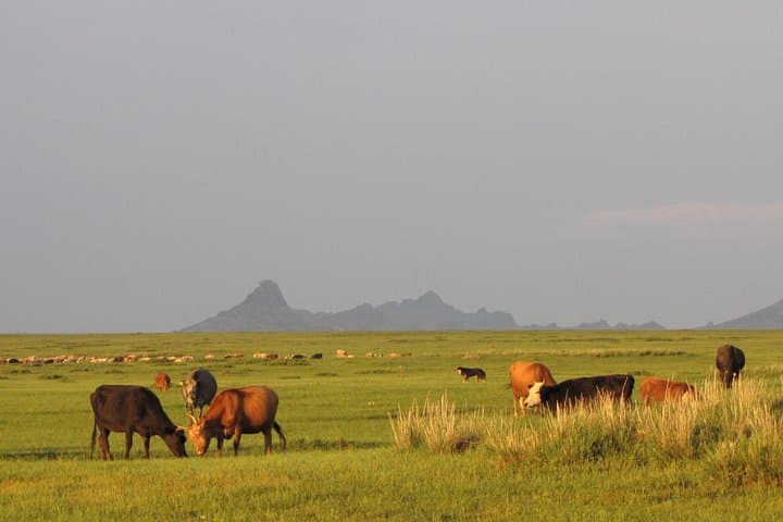 Best of Central Mongolia: 5-Day Cultural and Nature Tour from Ulaanbaatar photo 4
