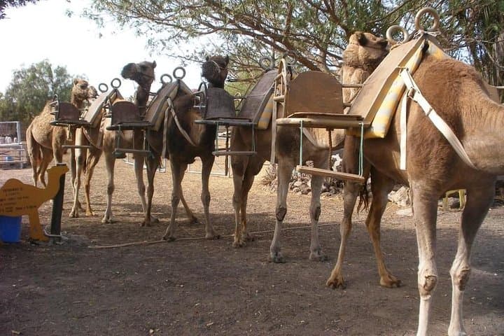 Camel Park Tenerife: Skip-the-Line 25-Minute Camel Ride at Guaza Finca
