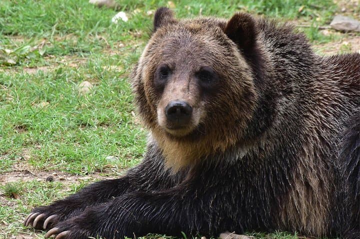 From Rescued Bears to Dracula: Day Tour to Bran Castle & Libearty Bear Sanctuary