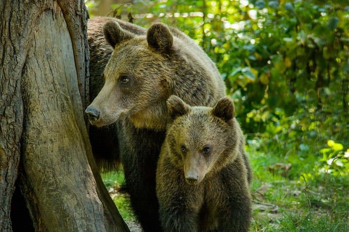 From Rescued Bears to Dracula: Day Tour to Bran Castle & Libearty Bear Sanctuary photo 2