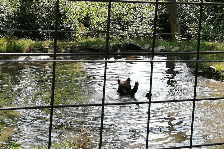 From Rescued Bears to Dracula: Day Tour to Bran Castle & Libearty Bear Sanctuary photo 4