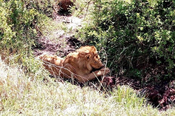 4-Day Kenya Safari: Tsavo East, Tsavo West & Amboseli — Big Five Game Drives photo 4