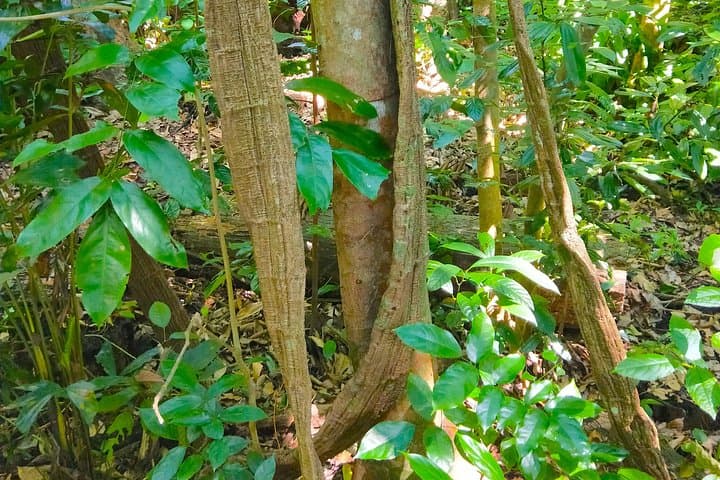 Private Tour: Singapore Botanic Garden Rainforest & National Orchid Garden photo 4