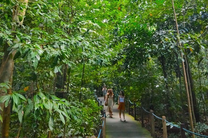 Private Tour: Singapore Botanic Garden Rainforest & National Orchid Garden photo 3