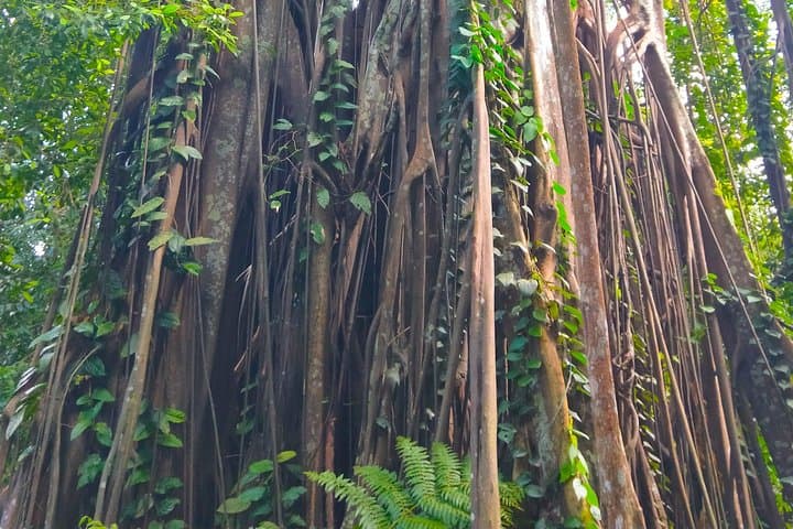 Private Tour: Singapore Botanic Garden Rainforest & National Orchid Garden photo 5