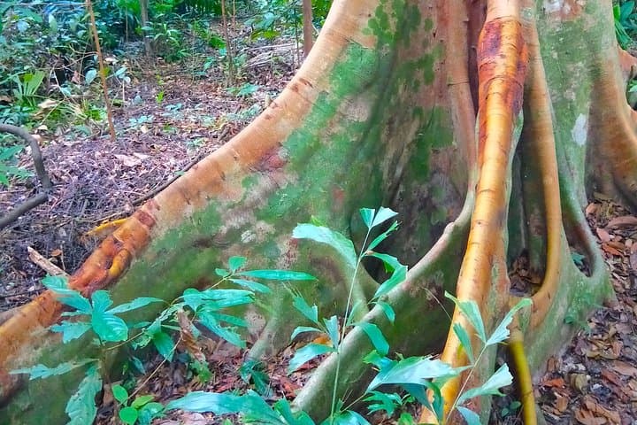 Private Tour: Singapore Botanic Garden Rainforest & National Orchid Garden photo 6