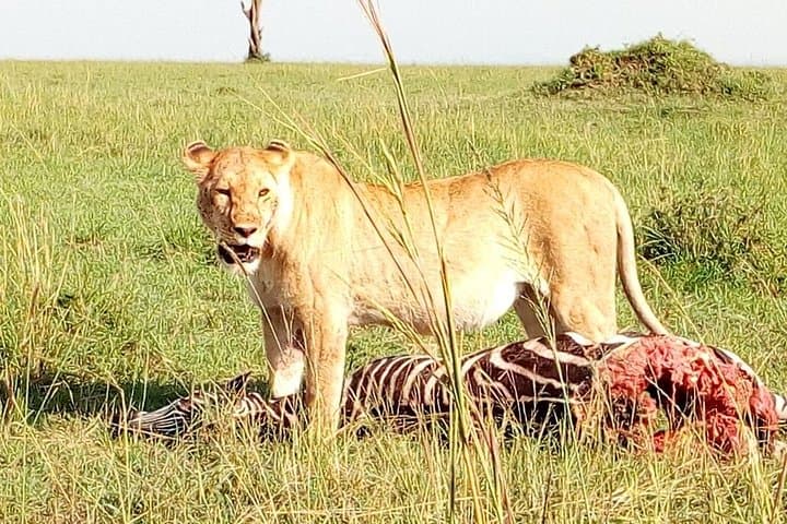 Tsavo East & West and Amboseli — 5-Day Safari from Mombasa photo 6