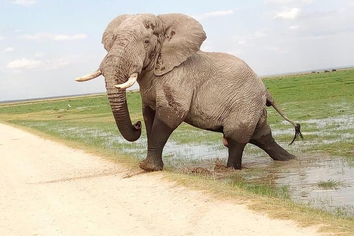 Tsavo East & West and Amboseli — 5-Day Safari from Mombasa
