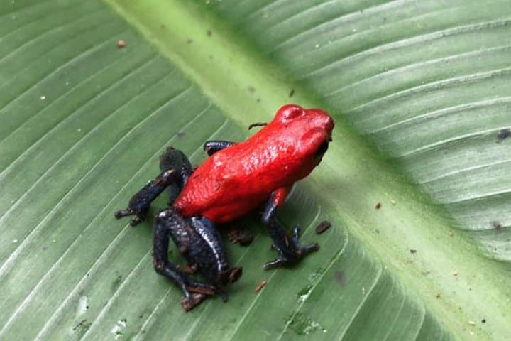 Rainforest Eco Tour from Tamarindo: Sloths, Waterfalls & Volcano Views photo 5