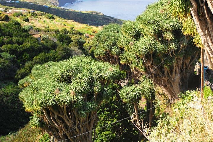 La Palma North Route Scenic Drive: Miradors, Los Tilos & Coastal Pools photo 5
