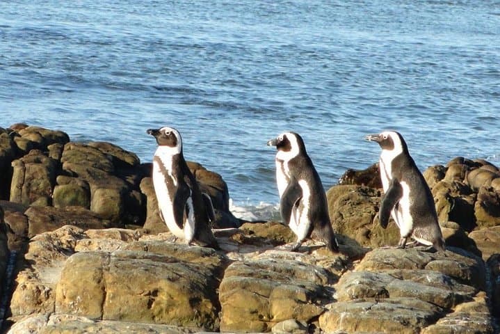 Cape Peninsula Full-Day Tour: Chapman's Peak, Cape Point & Boulders Penguin Colony photo 2