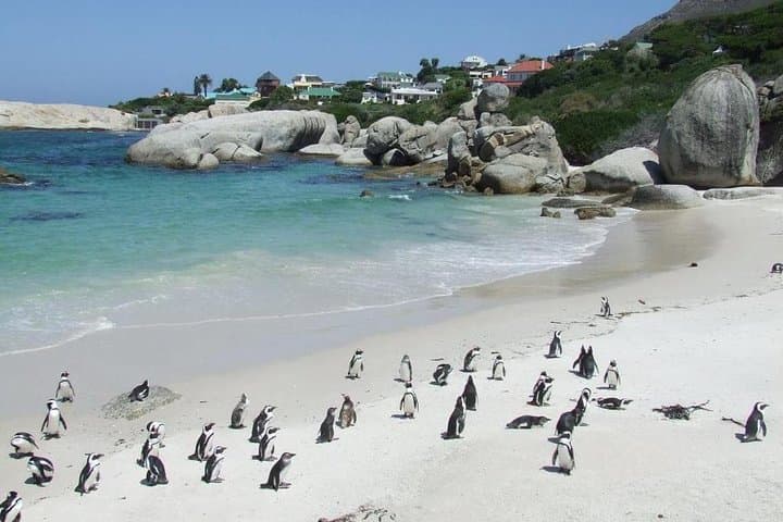 Cape Peninsula Full-Day Tour: Chapman's Peak, Cape Point & Boulders Penguin Colony photo 5