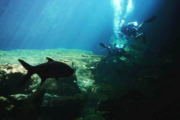 Introductory Scuba at Casa Cenote: Beginner Dives in Tulum’s Mangrove Cenote photo 6