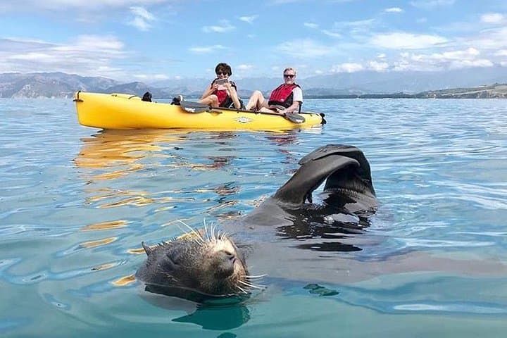 Seal Kayaking in Kaikoura — Pedal Kayak with New Zealand Fur Seals