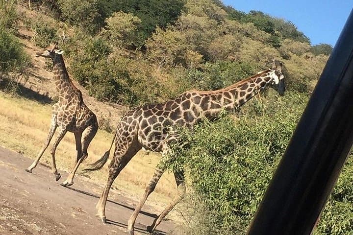 Chobe National Park Full-Day Safari & River Cruise from Victoria Falls photo 2