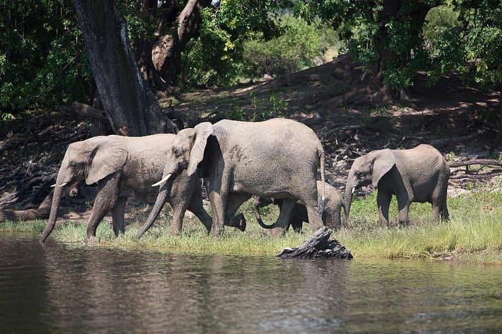 Chobe National Park Full-Day Safari & River Cruise from Victoria Falls photo 3