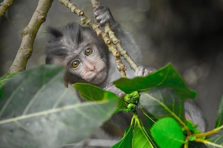 Ayung River Rafting and Ubud Monkey Forest: A Day of Rapids, Coffee, and Culture photo 2