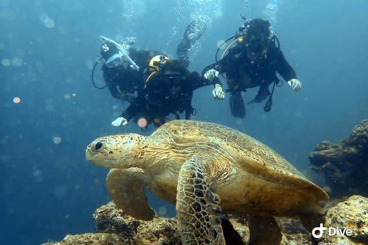 Try Scuba in Semporna: Discover Scuba Diving for Non-Divers