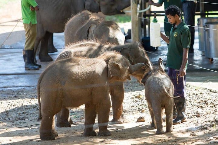 Udawalawe Safari & Elephant Transit Home: Morning Game Drive with Lunch photo 3