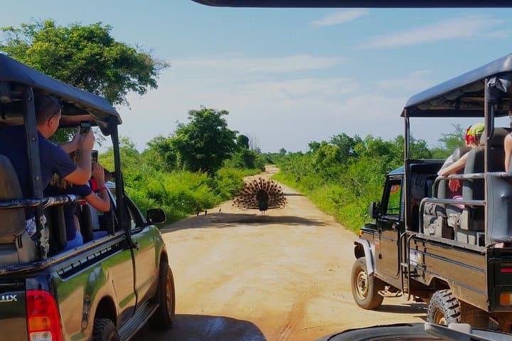 Udawalawe Safari & Elephant Transit Home: Morning Game Drive with Lunch