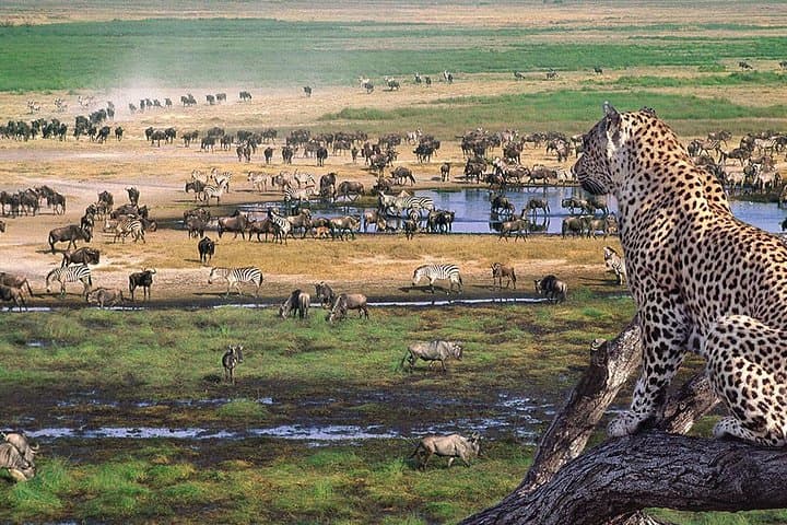 On the Track of Giants: 5-Day Safari through Serengeti, Ngorongoro, Lake Manyara & Tarangire photo 6