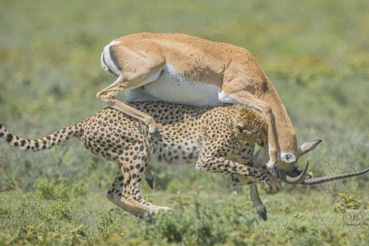3-Day Private Safari from Arusha: Ngorongoro, Lake Manyara & Tarangire photo 4