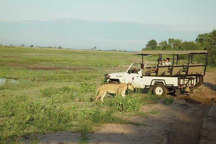 Chobe Full-Day Safari from Victoria Falls: Game Drives & Chobe River Cruise photo 1