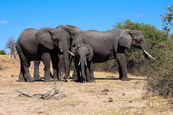 Chobe Full-Day Safari from Victoria Falls: Game Drives & Chobe River Cruise photo 2