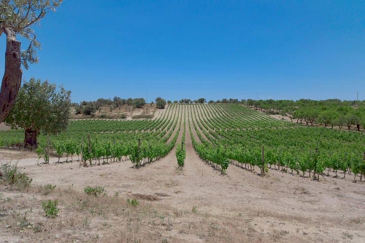 Etna Wine and Food Volcanic Weekend Immersion — Private Sicily Wine Tour photo 3