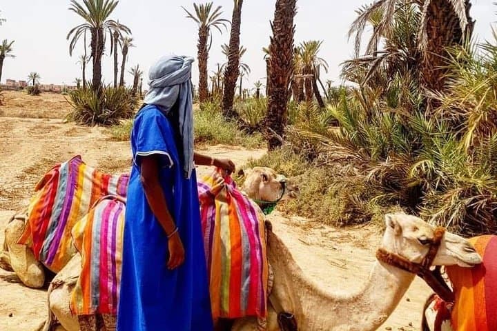 Sunset Camel Ride in Marrakech Palmeraie — Mint Tea & Atlas Views photo 5