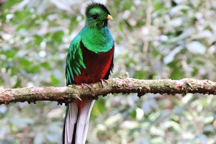 Monteverde Cloud Forest Tour: Guided Wildlife Walk to See Quetzals