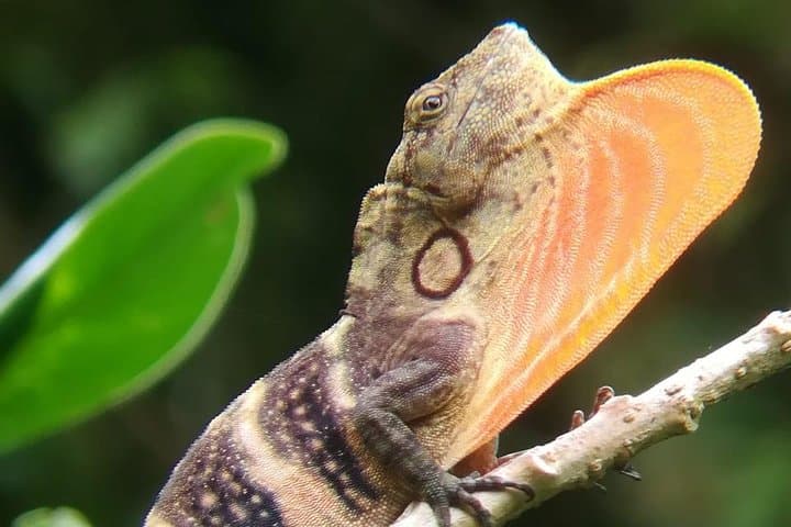 Monteverde Cloud Forest Tour: Guided Wildlife Walk to See Quetzals photo 3